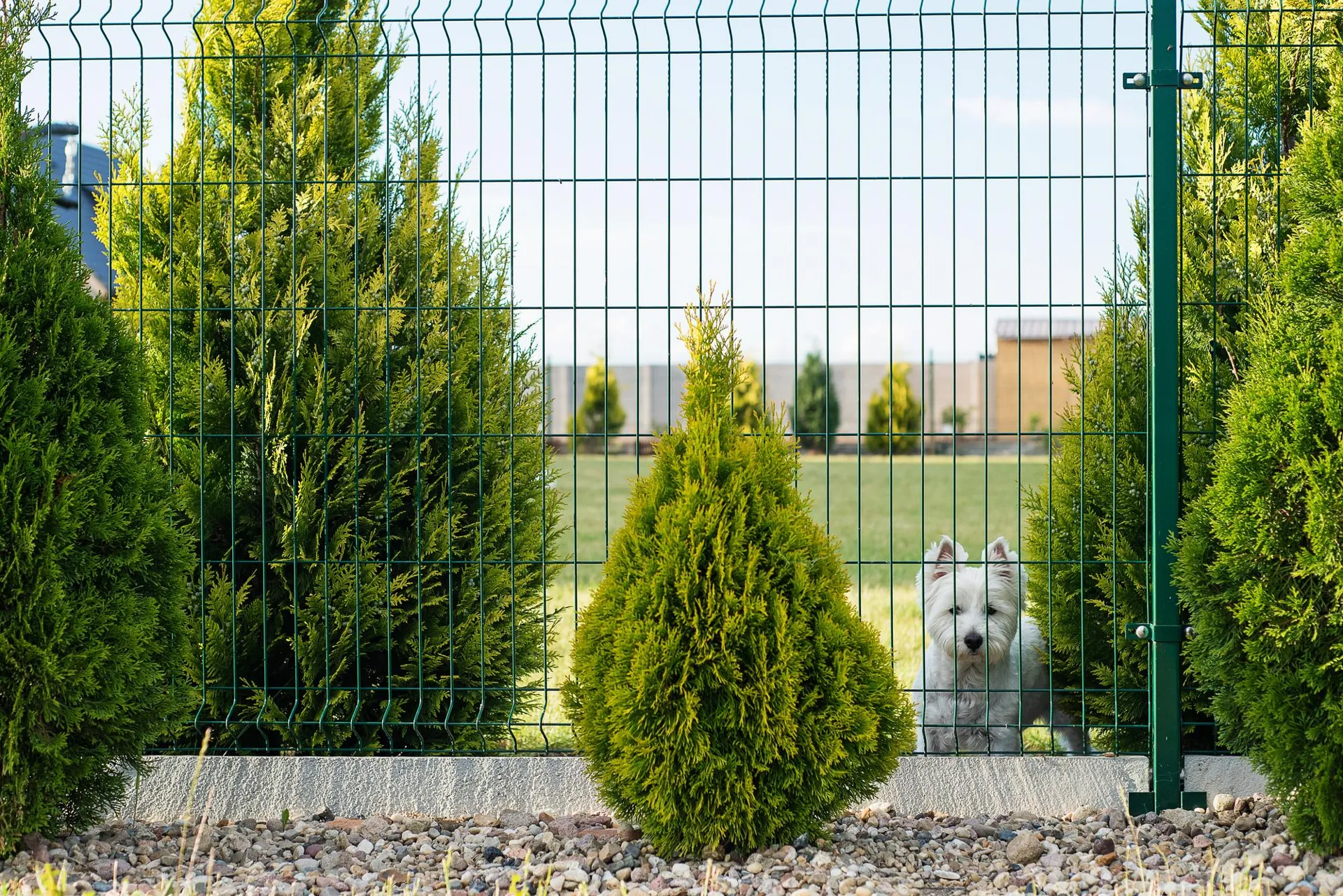 Un chien domestique blanc, devant la maison, est assis derrière une clôture sur la pelouse