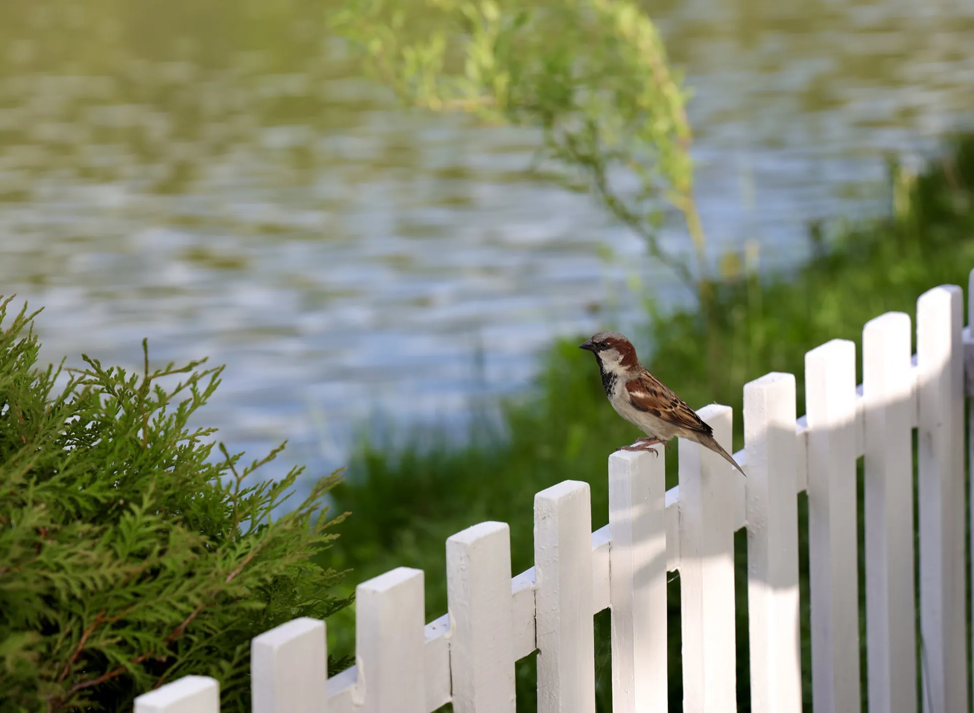 Clôture de jardin blanche installée dans un aménagement extérieur paysager en Alsace